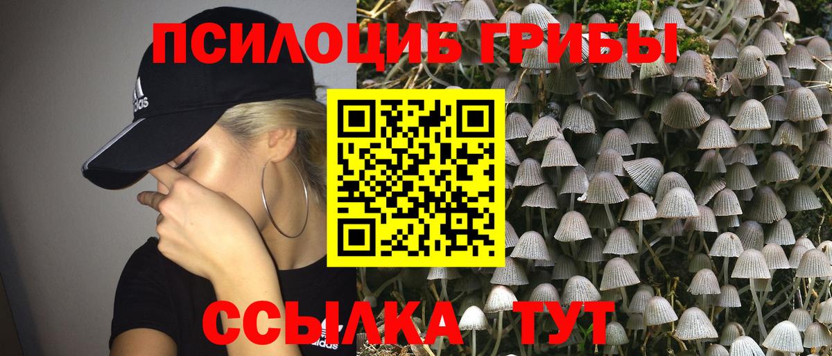 Псилоцибиновые грибы Psilocybe Лесозаводск